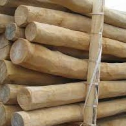 Palen rond gepeld acacia