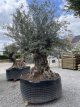 Olijfboom Bonzai  XL Olijfboom Bonzai XL