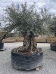 Olijfboom Bonzai  XL Olijfboom Bonzai XL