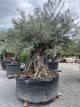 Olijfboom Bonzai  XL Olijfboom Bonzai XL
