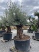 Olijfboom Bonzai L Olijfboom Bonzai 500