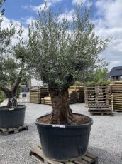 Olijfboom Bonzai 500