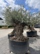Olijfboom Bonzai    XL Olijfboom Bonzai    XL