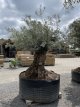 Olijfboom Bonzai    XL Olijfboom Bonzai    XL