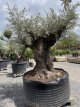 Olijfboom Bonzai    XL Olijfboom Bonzai    XL