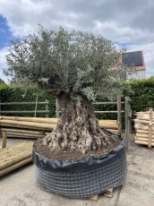 Olijfboom Bonzai XL Proficiat Dorien