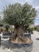 Olijfboom Bonzai XXXL Olijfboom Bonzai XXXL