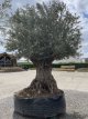 Olijfboom Bonzai XXXL Olijfboom Bonzai XXXL