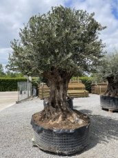 Olijfboom Bonzai XXXL