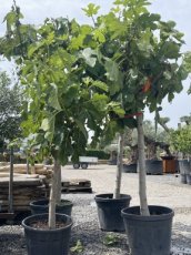 Vijgenboom - groot Vijgenboom - groot